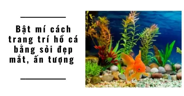Bật Mí Cách Trang Trí Hồ Cá Bằng Sỏi Đẹp Mắt, Ấn Tượng