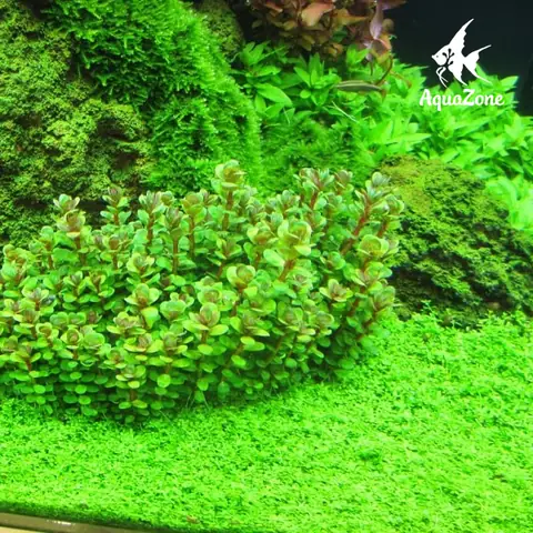 Sử Dụng Đáy Cỏ Nhân Tạo Sử Dụng Đáy Cỏ Nhân Tạo