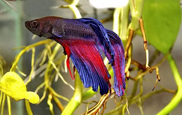 Cách Trị Cá Betta Bị Túm Đuôi Hiệu Quả Tại Nhà