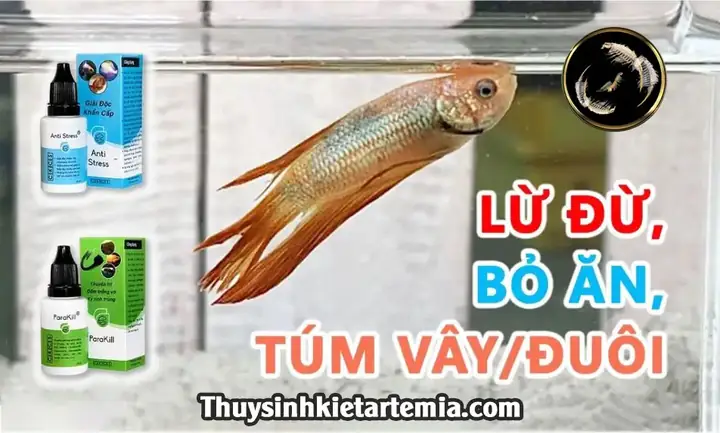 Cách Trị Cá Betta Bị Túm Đuôi