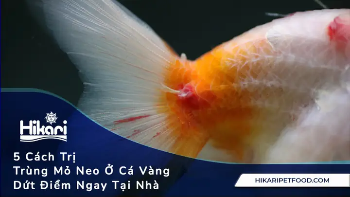 Cách Trị Trùng Mỏ Neo Cho Cá Vàng Hiệu Quả Và An Toàn Nhất