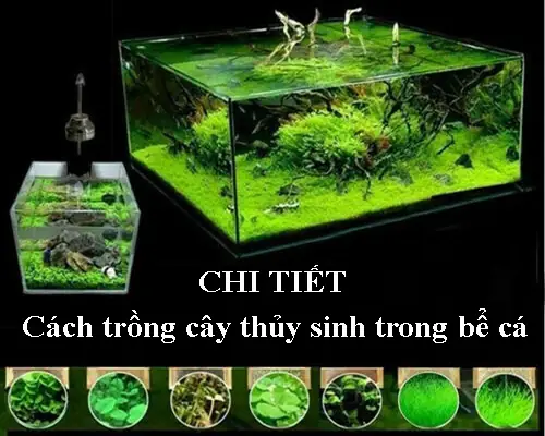 Cách Trồng Rong Trong Hồ Cá: Hướng Dẫn Chi Tiết Từ A Đến Z