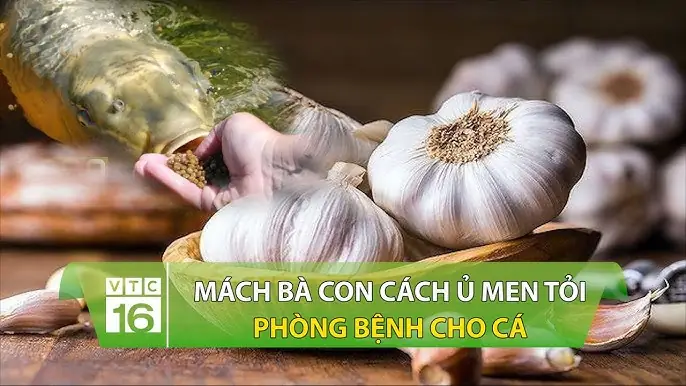 Hướng Dẫn Ủ Tỏi Cho Cá Ăn: Bí Quyết Tăng Đề Kháng, Phòng Bệnh Hiệu Quả