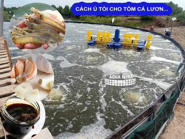 Cách Ủ Tỏi Cho Tôm Ăn