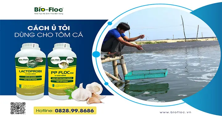 Hướng Dẫn Ủ Tỏi Cho Cá Ăn: Bí Quyết Tăng Đề Kháng, Phòng Bệnh Hiệu Quả