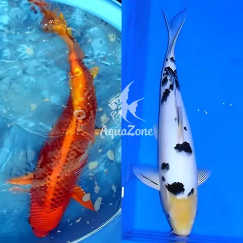 Gợi Ý 7 Cách Phòng Bệnh Cơ Bản Cho Cá Koi