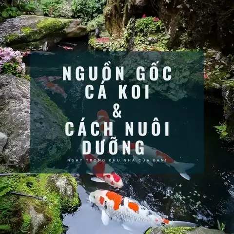 Chuẩn Bị Dụng Cụ Vẽ Cá Chép Koi Thiết Yếu