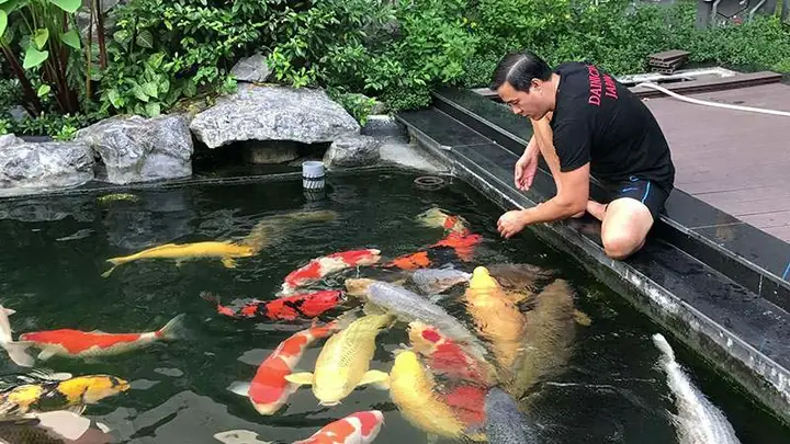 Vệ Sinh Hồ Và Hệ Thống Lọc Thế Nào Để Giữ An Toàn Cho Cá