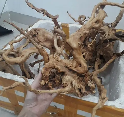 Cách Cho Lũa Vào Bể Cá