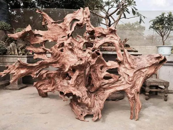 Cách Chọn Gỗ Lũa Cho Hồ Thủy Sinh
