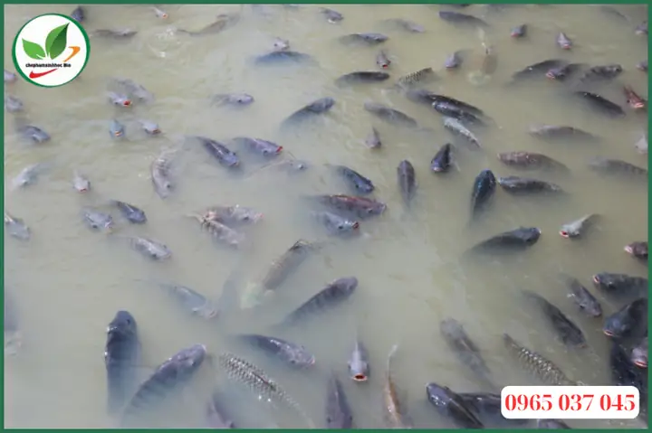 Nguyên Nhân Nước Ao Cá Bị Đục
