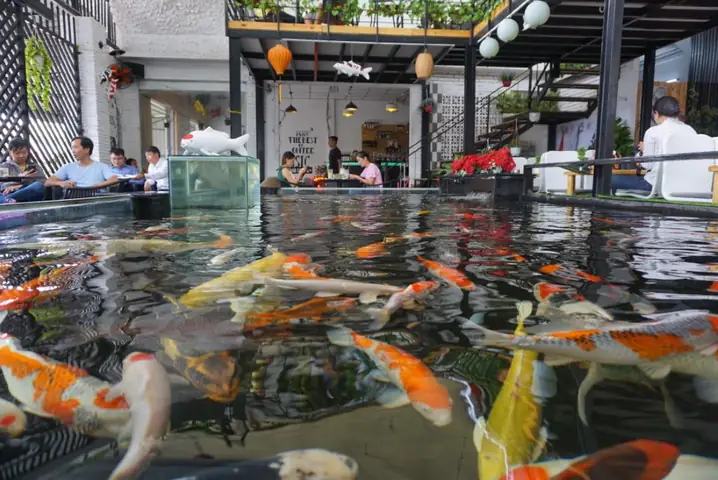 Koi Coffee