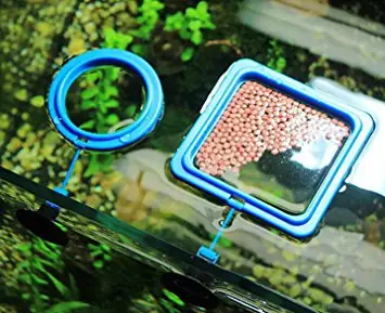 Tảo Spirulina