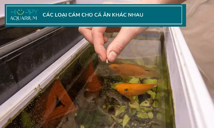 Cám Dành Riêng Cho Cá Ăn Thịt