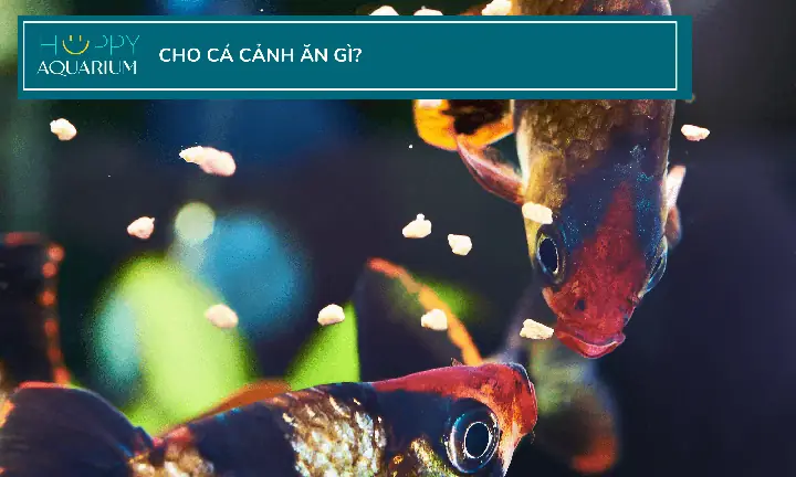 Hướng Dẫn Cho Người Mới Bắt Đầu Về Cám Cho Cá Ăn