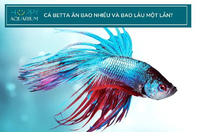 Cám Cá Betta Dạng Mảnh Và Hạt