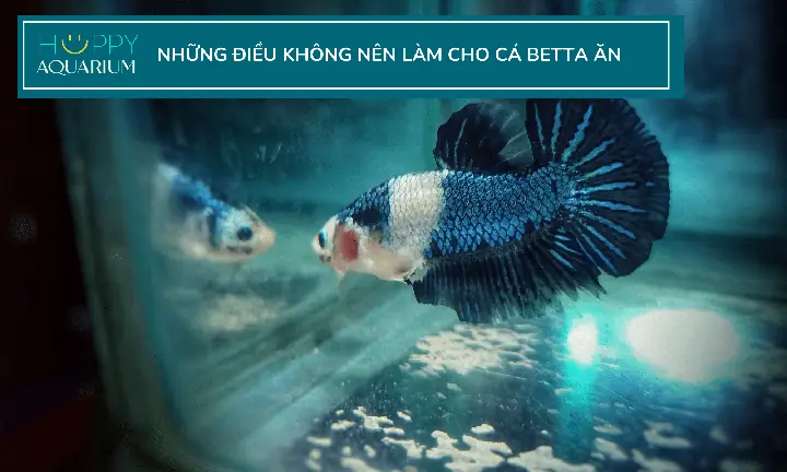 Bạn Nên Cho Cá Betta Ăn Bao Nhiêu Và Bao Lâu Một Lần?