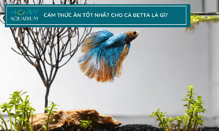 Cám Cho Cá Betta: Những Điều Nên Và Không Nên Làm