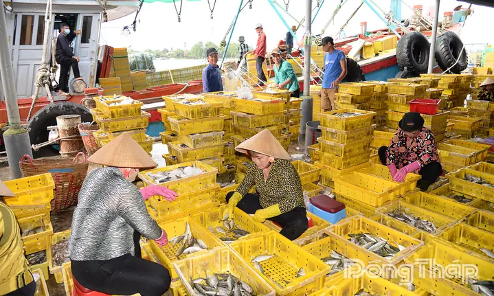 Các Phương Tiện Cập Cảng Cá Mỹ Tho Để Bốc Dỡ Hải Sản.