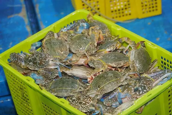 Cảng Cá Trần Đề Quản Chặt Nguồn Gốc Thủy Sản Xuất Khẩu