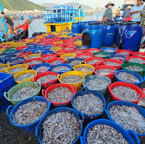 Cảng Cá Dân Sinh Vĩnh Trường Trúng Mùa Cá Cơm