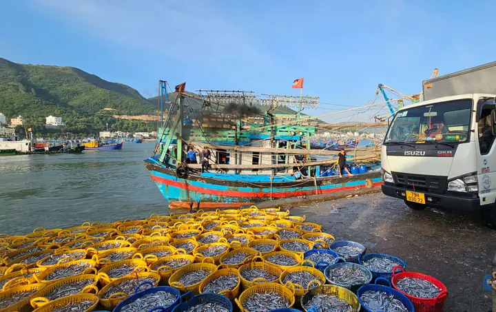 Cảng Cá Dân Sinh Vĩnh Trường Trúng Mùa Cá Cơm