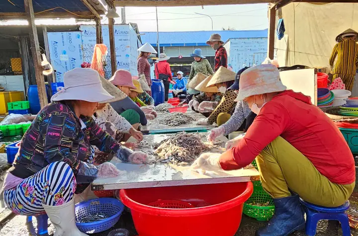 Cảng Cá Dân Sinh Vĩnh Trường Trúng Mùa Cá Cơm