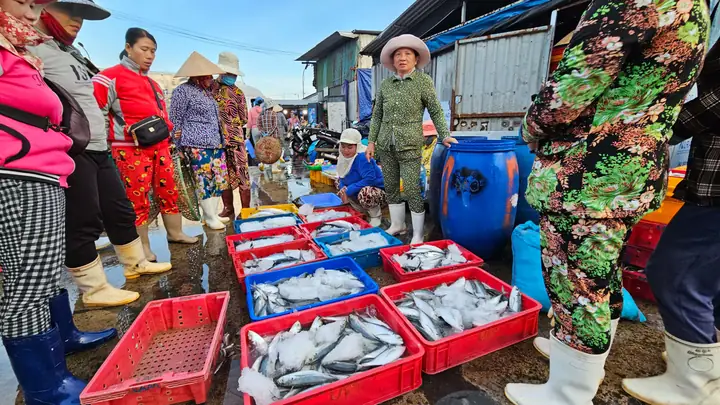 Cảng Cá Dân Sinh Vĩnh Trường Trúng Mùa Cá Cơm