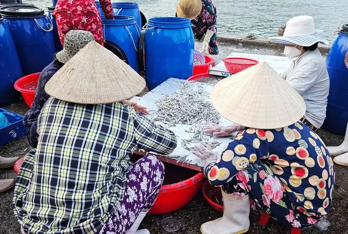 Cảng Cá Dân Sinh Vĩnh Trường Trúng Mùa Cá Cơm