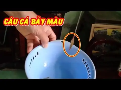 Hướng Dẫn Câu Cá Bảy Màu: Kỹ Thuật, Mồi Và Mẹo Câu Hiệu Quả