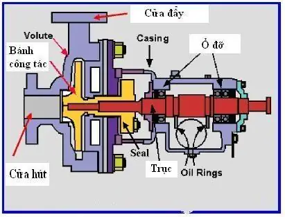 Cấu Tạo Máy Bơm Bể Cá: Hiểu Rõ Để Chọn, Dùng Và Bảo Dưỡng Đúng Cách