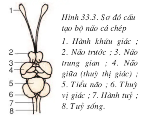 Lý Thuyết Sinh Học 7 Bài 33: Cấu Tạo Trong Của Cá Chép Hay, Ngắn Gọn