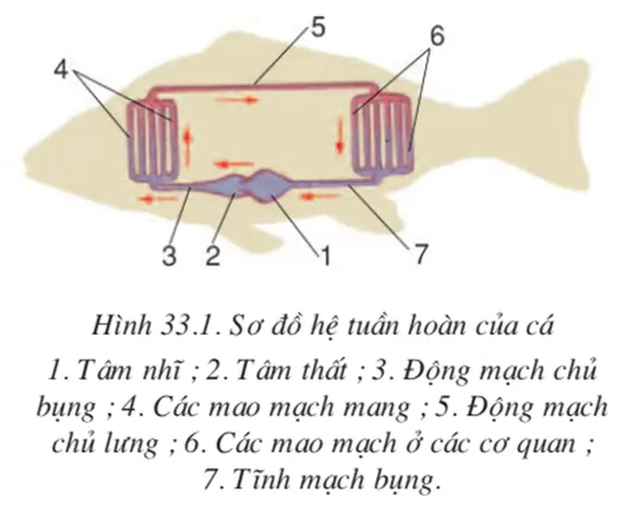 Lý Thuyết Sinh Học 7 Bài 33: Cấu Tạo Trong Của Cá Chép Hay, Ngắn Gọn