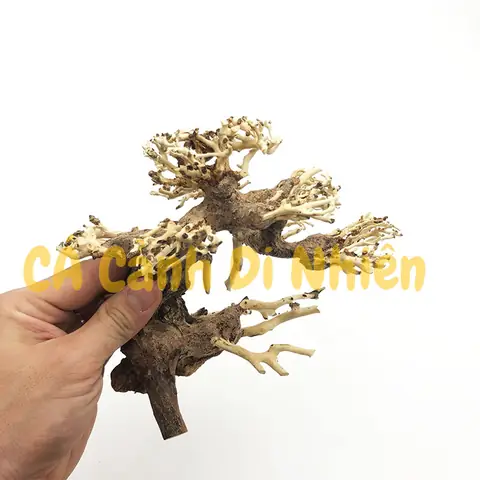 Cây Lũa Bonsai Trang Trí Hồ Bể Cá Thủy Sinh