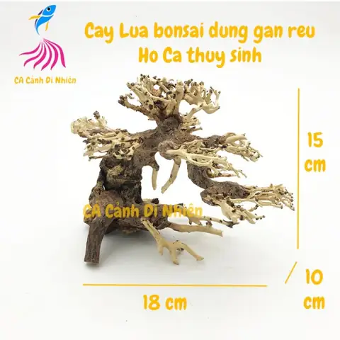 Cây Lũa Bonsai Trang Trí Hồ Bể Cá Thủy Sinh