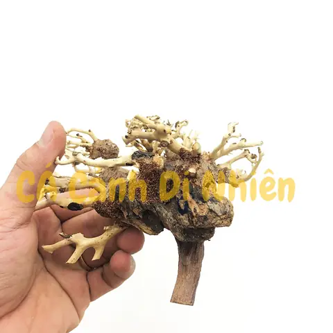 Cây Lũa Bonsai Trang Trí Hồ Bể Cá Thủy Sinh