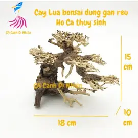 Cây Lũa Bonsai Trang Trí Hồ Bể Cá Thủy Sinh