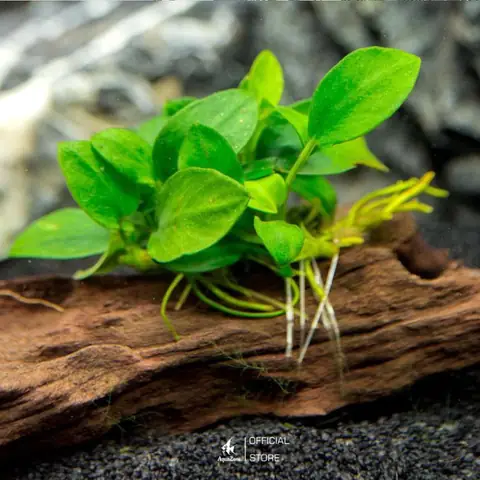 Anubias Nana (cây Ráy Nana)