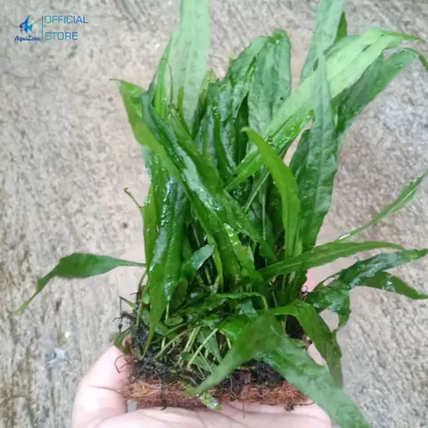 Microsorum Pteropus (cây Dương Xỉ Lá Hẹp)