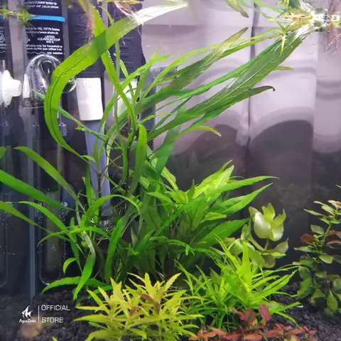 Cách Chăm Sóc Hygrophila Corymbosa:
