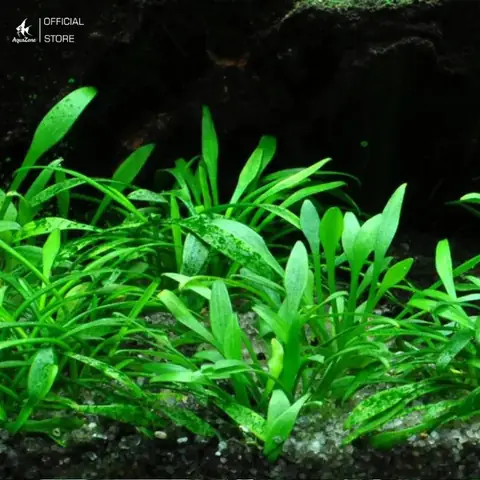 Cách Chăm Sóc Cryptocoryne Parva: