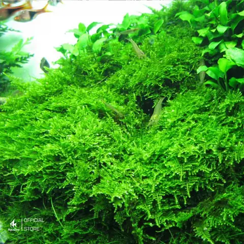 Java Moss (rêu Java)