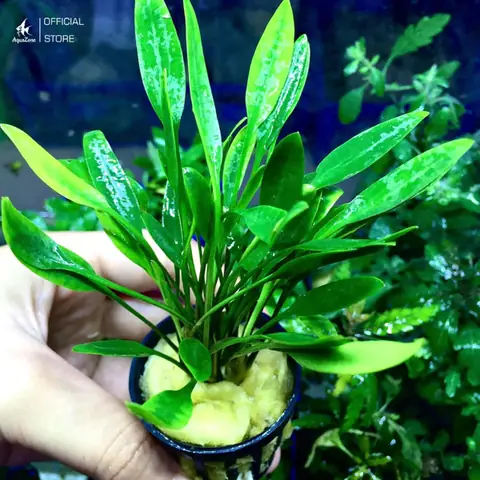 Cryptocoryne Parva (tiêu Thảo Mũi Tên)