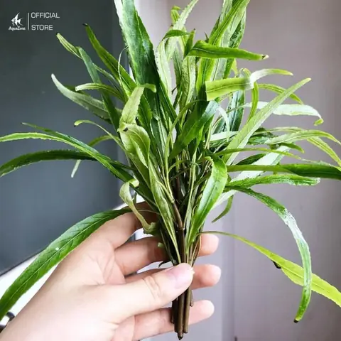 Hygrophila Corymbosa (hồ Liễu)