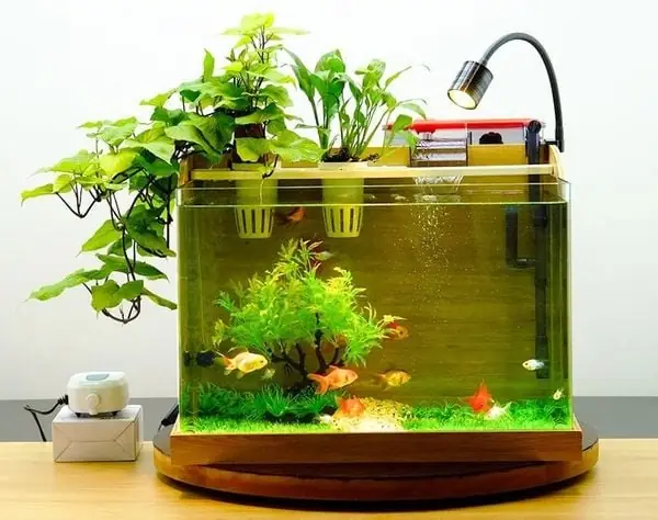Tiêu Chí Chọn Cây Thủy Sinh Cho Bể Cá Mini.