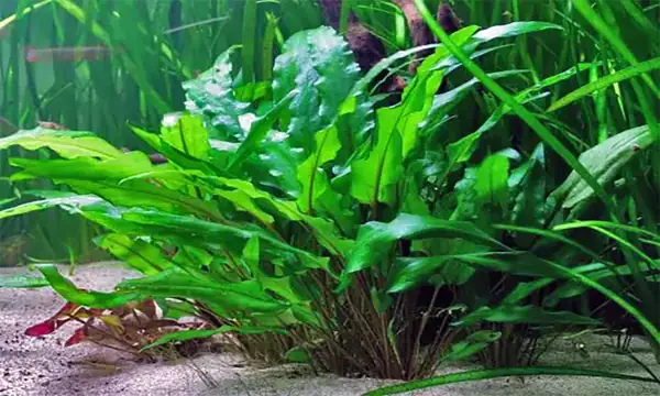 Trầu Bà Thủy Sinh Và Tiêu Thảo.