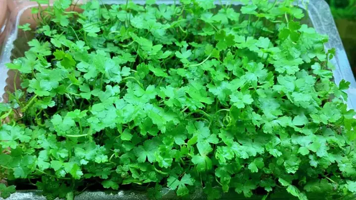 Rau Má Hương - Cây Thủy Sinh Mini