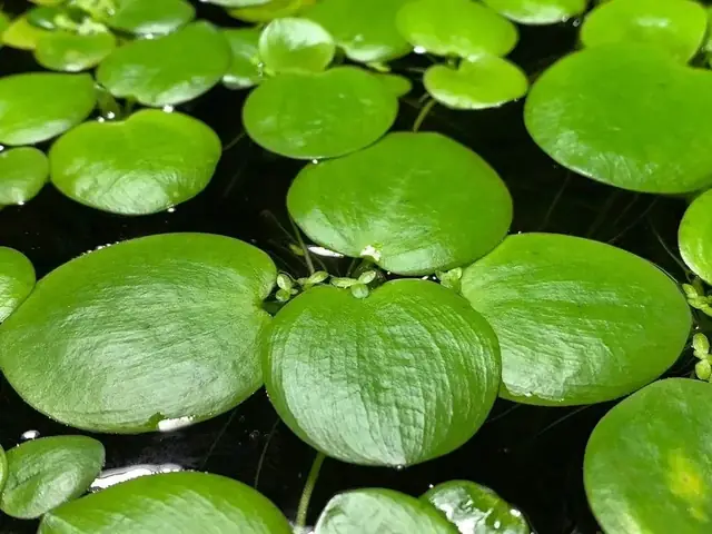 Bèo Nhật Bản - Cây Thủy Sinh Lọc Nước Và Tạo Oxy Hiệu Quả
