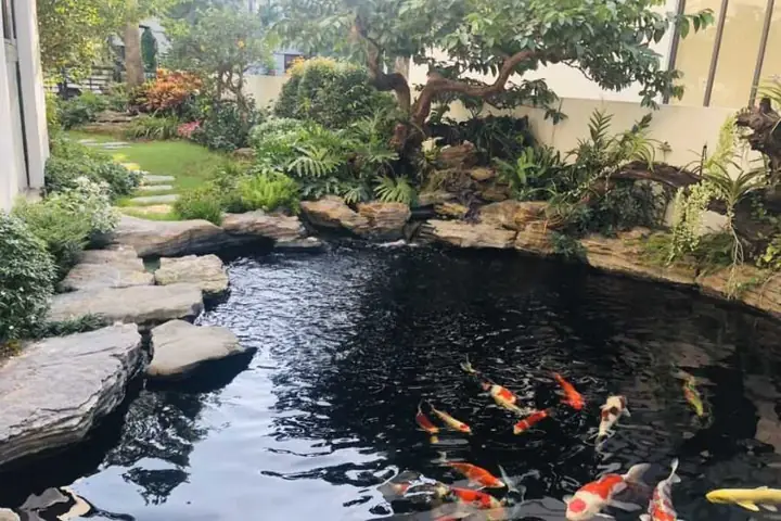 Tổng Hợp Một Số Mẫu Hồ Cá Ngoài Trời Đẹp