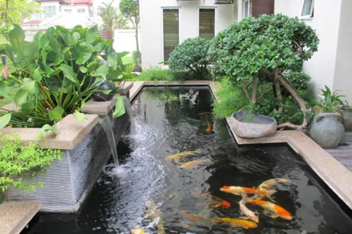 Cây Cảnh Cỡ Lớn Trồng Quanh Hồ Cá